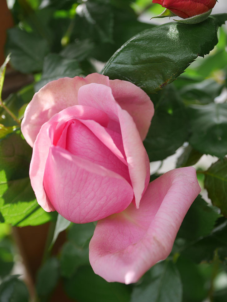 ローズ・ポンパドゥール(Rose Pompadour)の花が咲いた。半ツルバラ。2022年-036.jpg