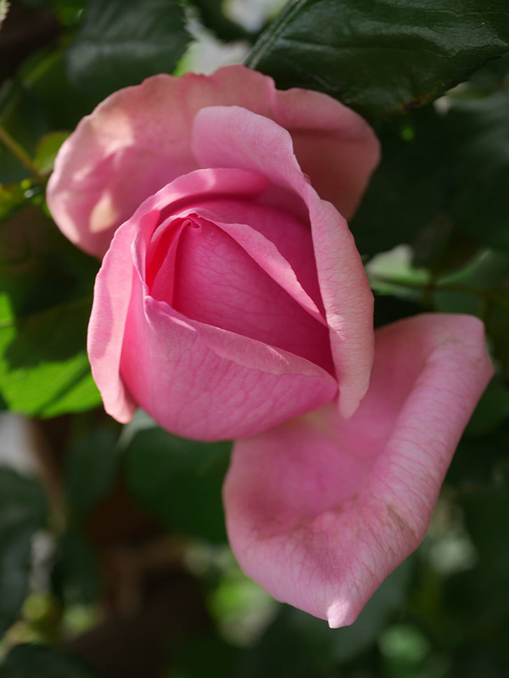 ローズ・ポンパドゥール(Rose Pompadour)の花が咲いた。半ツルバラ。2022年-037.jpg