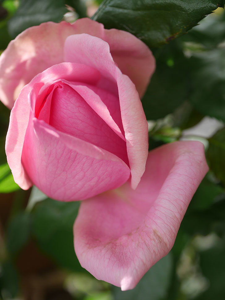 ローズ・ポンパドゥール(Rose Pompadour)の花が咲いた。半ツルバラ。2022年-038.jpg