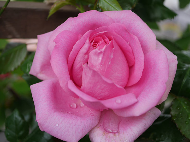 ローズ・ポンパドゥール(Rose Pompadour)の花が咲いた。半ツルバラ。2022年-042.jpg