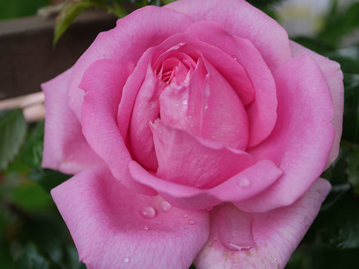 ローズ・ポンパドゥール(Rose Pompadour)の花が咲いた。半ツルバラ。2022年-043.jpg