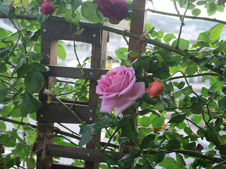 ローズ・ポンパドゥール(Rose Pompadour)の花が咲いた。半ツルバラ。2022年-045.jpg