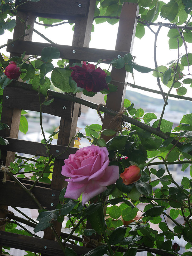 ローズ・ポンパドゥール(Rose Pompadour)の花が咲いた。半ツルバラ。2022年-046.jpg