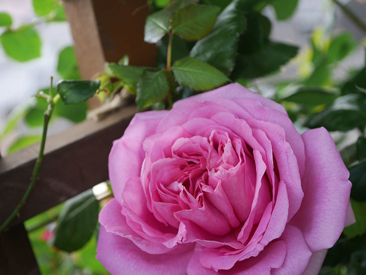ローズ・ポンパドゥール(Rose Pompadour)の花が咲いた。半ツルバラ。2022年-047.jpg