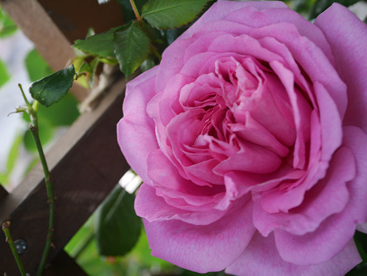 ローズ・ポンパドゥール(Rose Pompadour)の花が咲いた。半ツルバラ。2022年-048.jpg