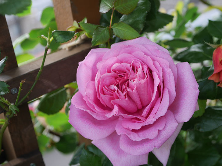 ローズ・ポンパドゥール(Rose Pompadour)の花が咲いた。半ツルバラ。2022年-049.jpg
