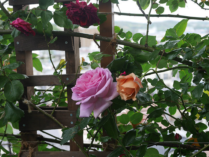 ローズ・ポンパドゥール(Rose Pompadour)の花が咲いた。半ツルバラ。2022年-050.jpg