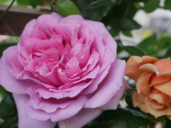 ローズ・ポンパドゥール(Rose Pompadour)の花が咲いた。半ツルバラ。2022年-051.jpg