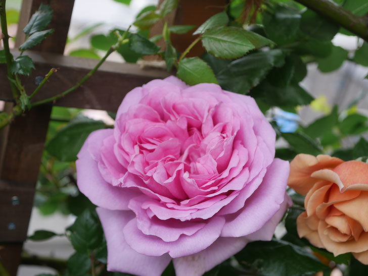 ローズ・ポンパドゥール(Rose Pompadour)の花が咲いた。半ツルバラ。2022年-052.jpg