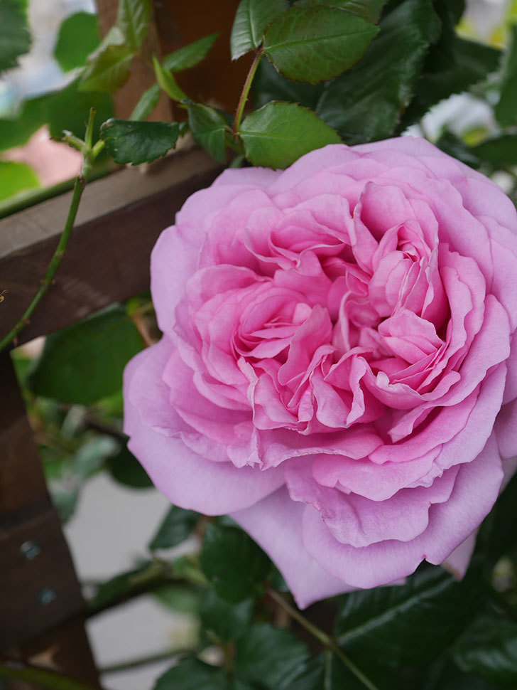 ローズ・ポンパドゥール(Rose Pompadour)の花が咲いた。半ツルバラ。2022年-053.jpg