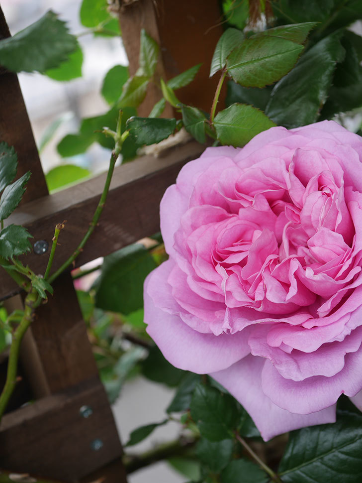 ローズ・ポンパドゥール(Rose Pompadour)の花が咲いた。半ツルバラ。2022年-054.jpg
