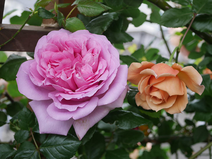 ローズ・ポンパドゥール(Rose Pompadour)の花が咲いた。半ツルバラ。2022年-055.jpg
