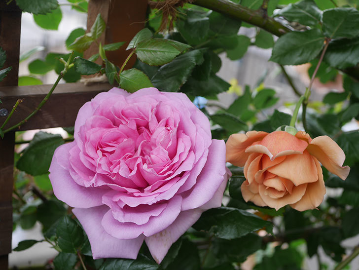 ローズ・ポンパドゥール(Rose Pompadour)の花が咲いた。半ツルバラ。2022年-056.jpg
