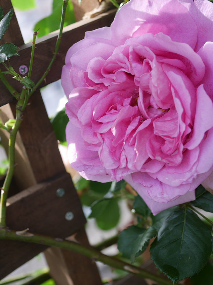 ローズ・ポンパドゥール(Rose Pompadour)の花が咲いた。半ツルバラ。2022年-057.jpg