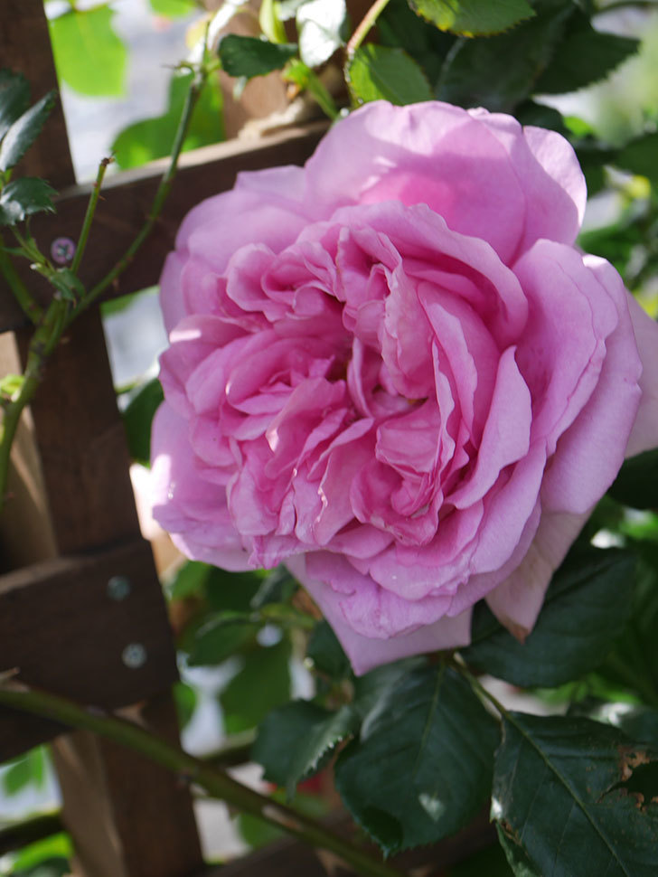 ローズ・ポンパドゥール(Rose Pompadour)の花が咲いた。半ツルバラ。2022年-058.jpg