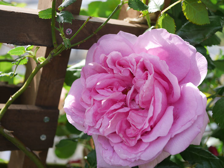 ローズ・ポンパドゥール(Rose Pompadour)の花が咲いた。半ツルバラ。2022年-059.jpg