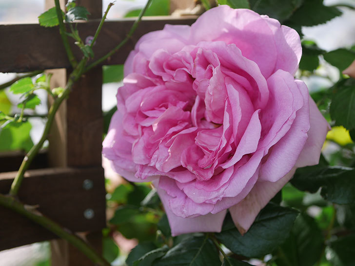 ローズ・ポンパドゥール(Rose Pompadour)の花が咲いた。半ツルバラ。2022年-060.jpg