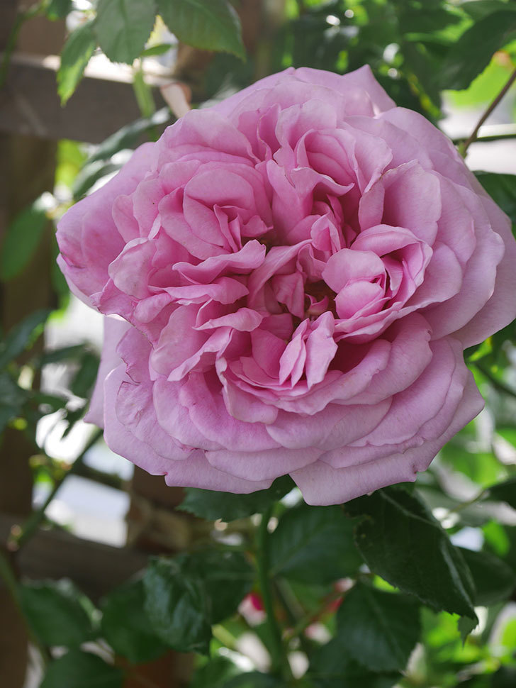 ローズ・ポンパドゥール(Rose Pompadour)の花が咲いた。半ツルバラ。2022年-063.jpg