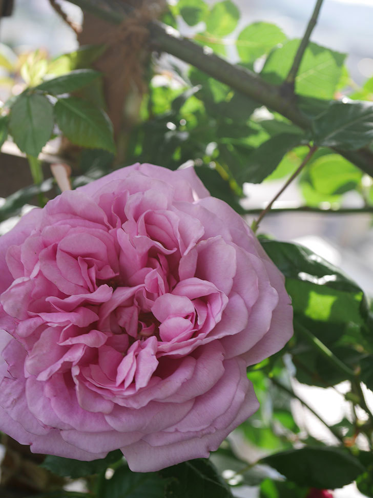 ローズ・ポンパドゥール(Rose Pompadour)の花が咲いた。半ツルバラ。2022年-064.jpg