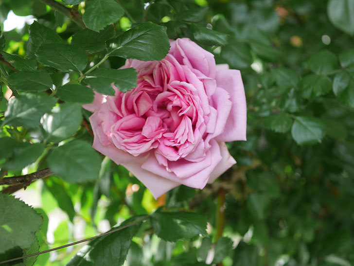 ローズ・ポンパドゥール(Rose Pompadour)の花が咲いた。半ツルバラ。2022年-065.jpg
