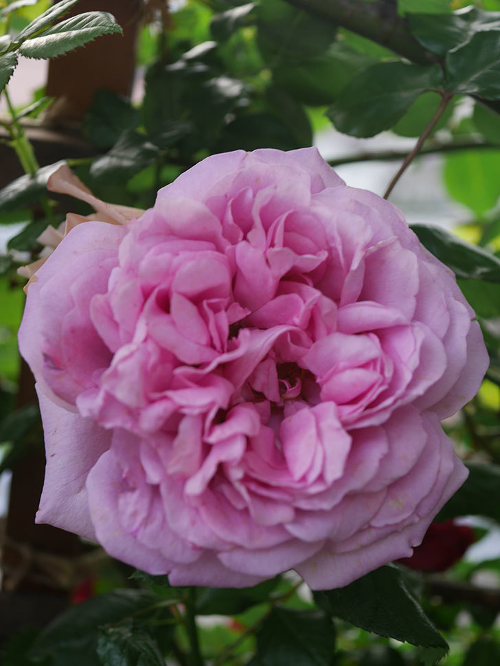 ローズ・ポンパドゥール(Rose Pompadour)の花が咲いた。半ツルバラ。2022年-066.jpg