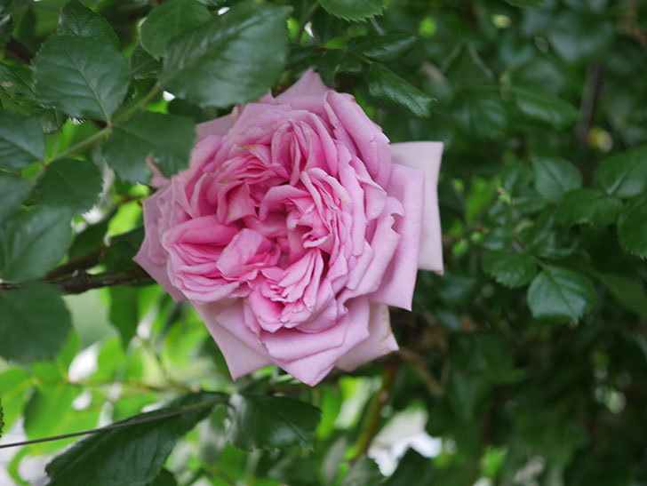 ローズ・ポンパドゥール(Rose Pompadour)の花が咲いた。半ツルバラ。2022年-067.jpg