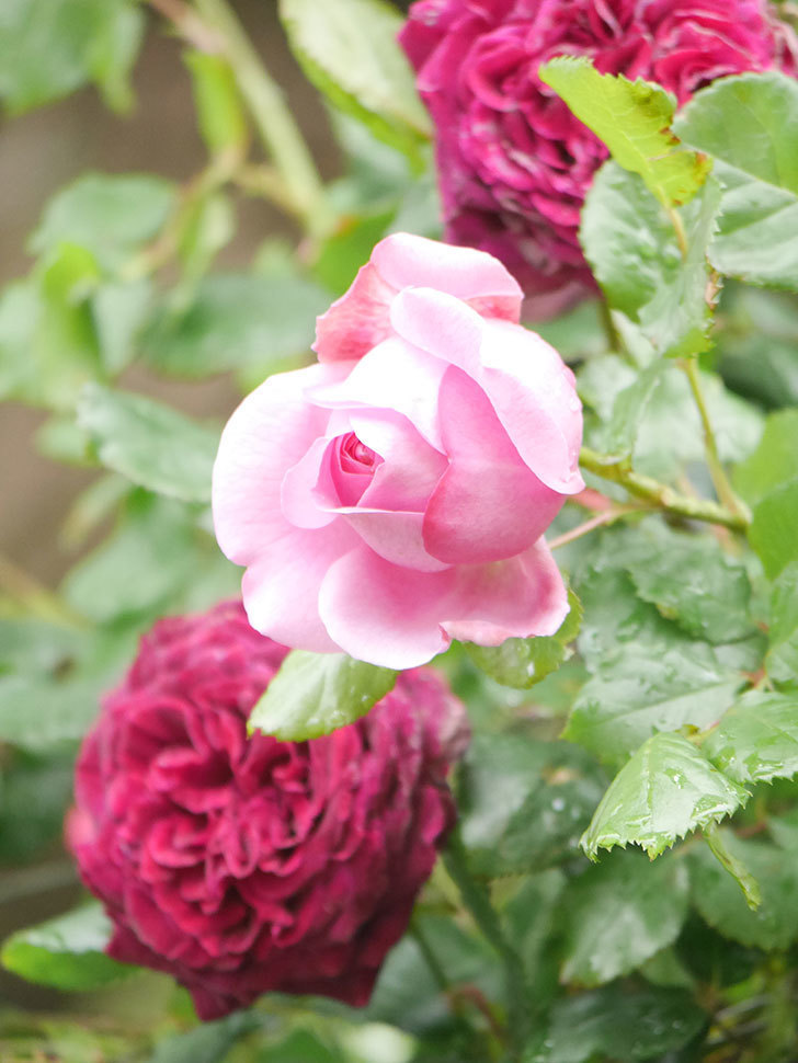 ローズ・ポンパドゥール(Rose Pompadour)の花が増えてきた。半ツルバラ。2021年-010.jpg