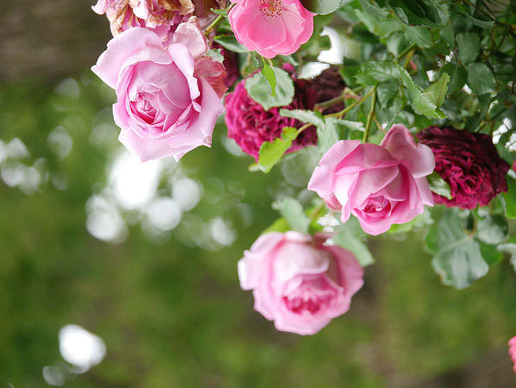 ローズ・ポンパドゥール(Rose Pompadour)の花が増えてきた。半ツルバラ。2021年-044.jpg