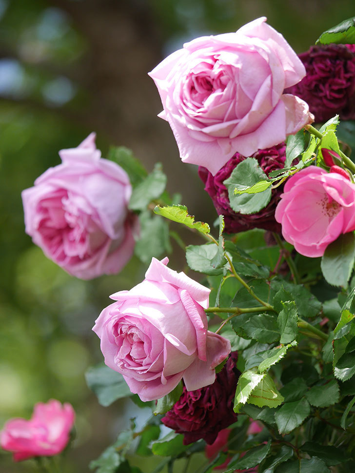 ローズ ポンパドゥール Rose Pompadour の花が増えてきた 半ツルバラ 21年 バラ 02memo日記