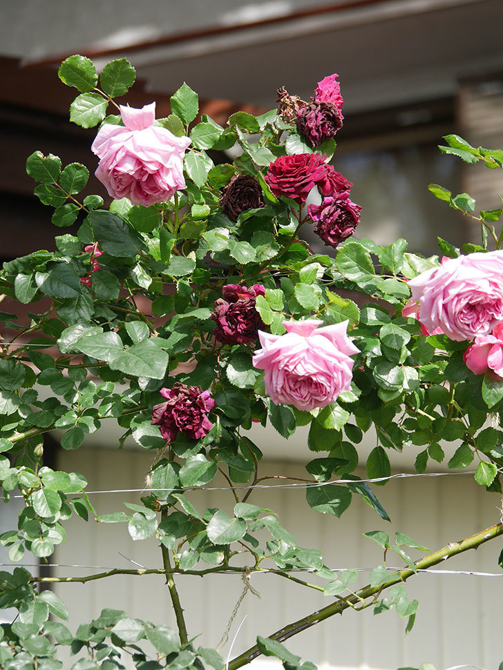ローズ・ポンパドゥール(Rose Pompadour)の花が増えてきた。半ツルバラ。2021年-071.jpg