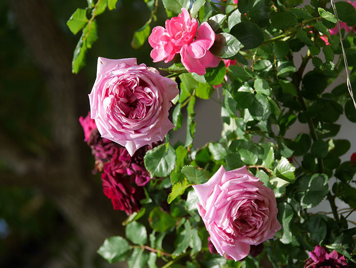 ローズ・ポンパドゥール(Rose Pompadour)の花が増えてきた。半ツルバラ。2021年-080.jpg