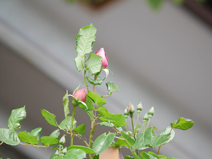 ローズ・ポンパドゥール(Rose Pompadour)の蕾が膨らんで来た。半ツルバラ。2021年-001.jpg