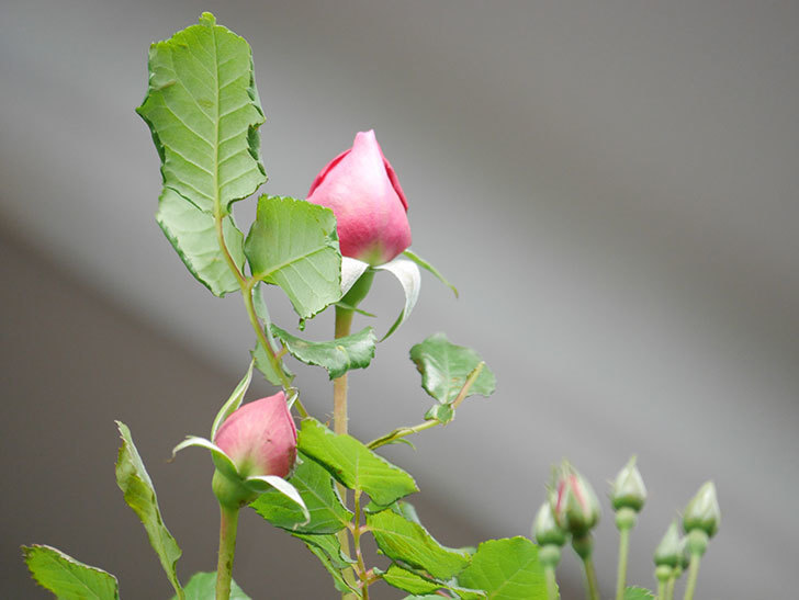 ローズ・ポンパドゥール(Rose Pompadour)の蕾が膨らんで来た。半ツルバラ。2021年-004.jpg