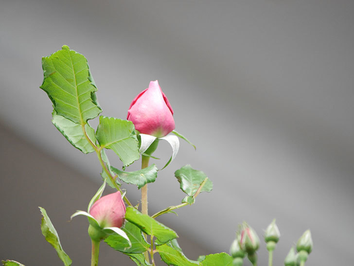 ローズ・ポンパドゥール(Rose Pompadour)の蕾が膨らんで来た。半ツルバラ。2021年-005.jpg