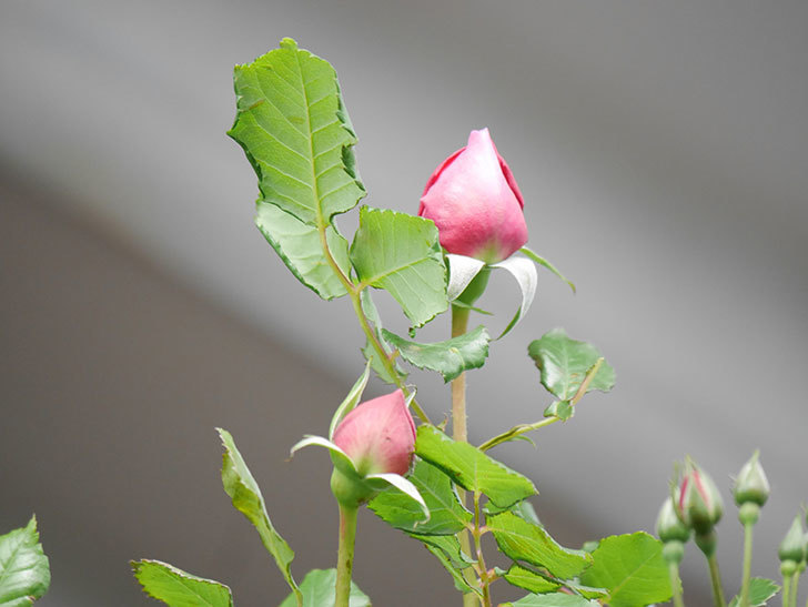 ローズ・ポンパドゥール(Rose Pompadour)の蕾が膨らんで来た。半ツルバラ。2021年-006.jpg