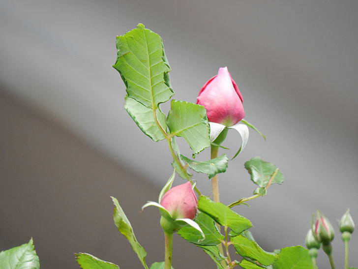 ローズ・ポンパドゥール(Rose Pompadour)の蕾が膨らんで来た。半ツルバラ。2021年-007.jpg