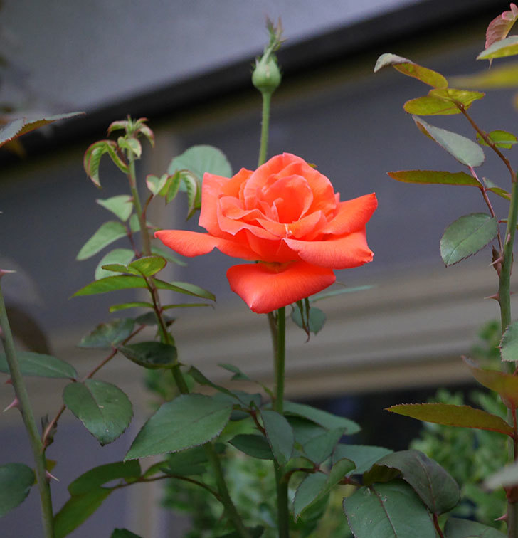 ローラ(木立バラ)の秋花が咲いた。2019年-4.jpg