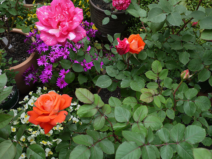 ローラとモダン・タイムズの花が増えてきた。2017年-9.jpg