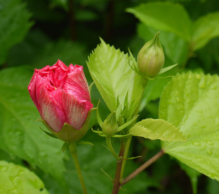 今日は、サマーブリーズ-カシミアウィンドが1個咲いた。2016年-7.jpg