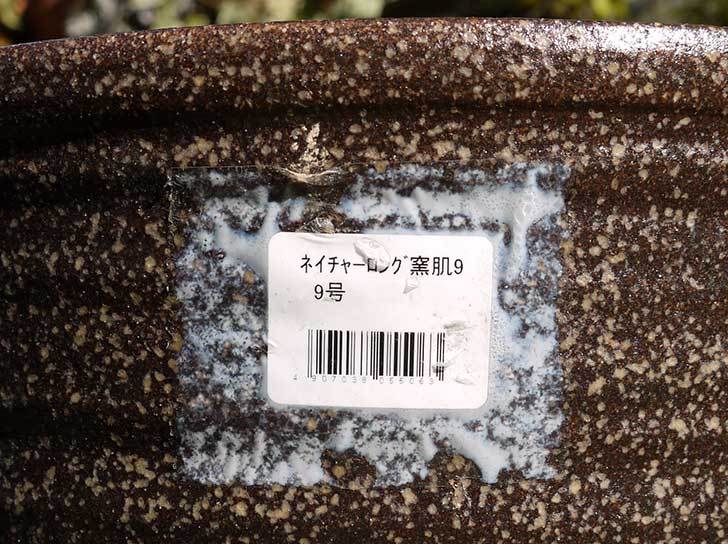 信楽焼き窯肌植木鉢-ネイチャーロング-窯肌をケイヨーデイツーで買って来た7.jpg