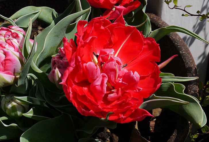 八重咲きの赤いチューリップが咲いた。2015年-2-3.jpg
