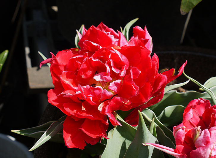 八重咲きの赤いチューリップが咲いた。2015年-2-4.jpg