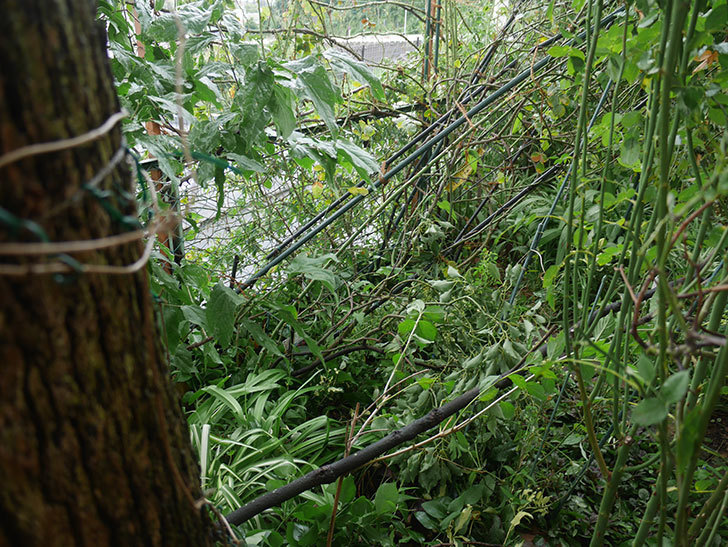 台風15号でバラのアーチが折れて倒壊した。2019年-2.jpg