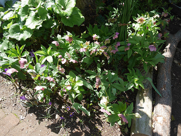 地植えしたオリエンタリス-紫のシングルの花がたくさん咲いた。2019年-2.jpg