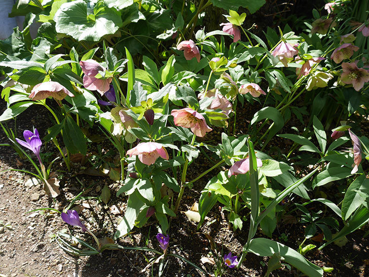 地植えしたオリエンタリス-紫のシングルの花がたくさん咲いた。2019年-3.jpg