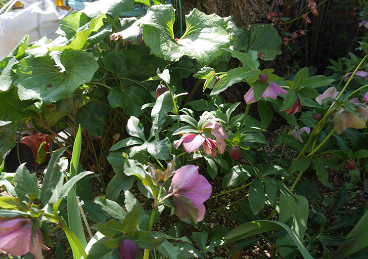 地植えしたオリエンタリス-紫のシングルの花が咲いた。2019年-12.jpg