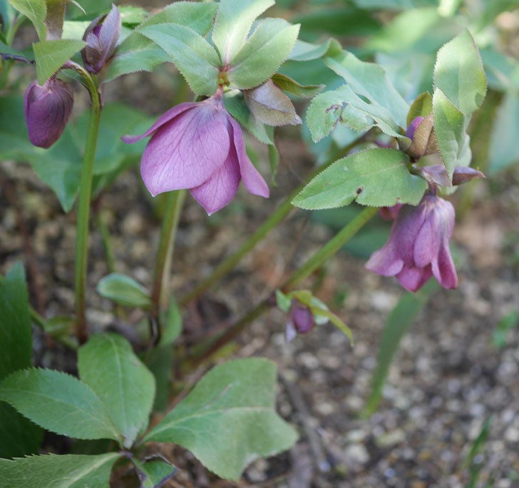 地植えしたオリエンタリス-紫のシングルの花が咲きだした。2020年-4.jpg