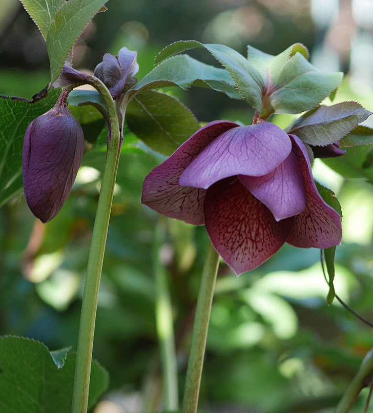 地植えしたオリエンタリス-紫のシングルの花が咲きだした。2020年-6.jpg