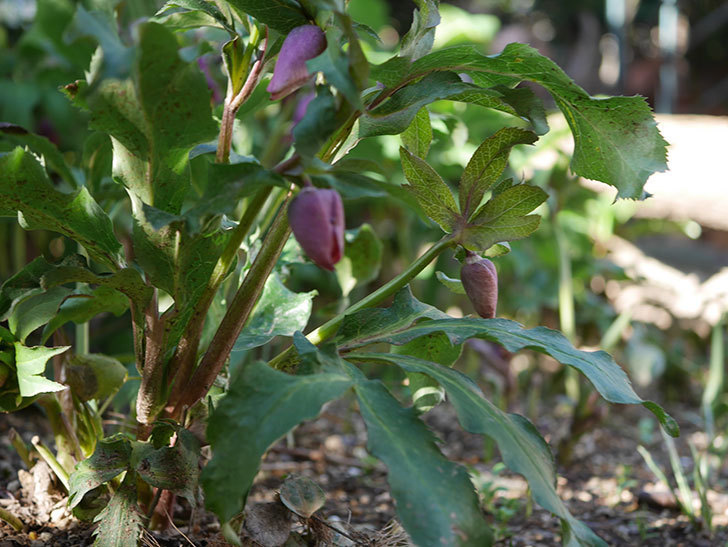 地植えしたオリエンタリス-紫のシングルの花が咲きだした。2020年-7.jpg