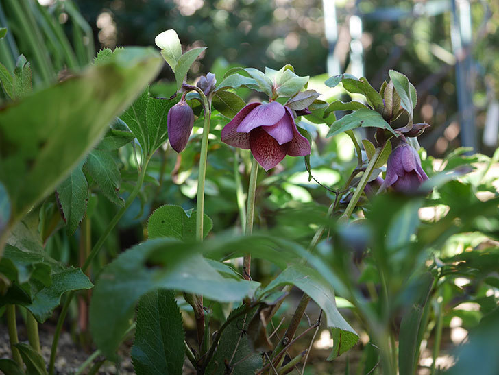 地植えしたオリエンタリス-紫のシングルの花が咲きだした。2020年-9.jpg